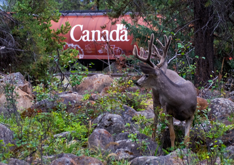 A young mule deer observes a freight train going east at Jasper
