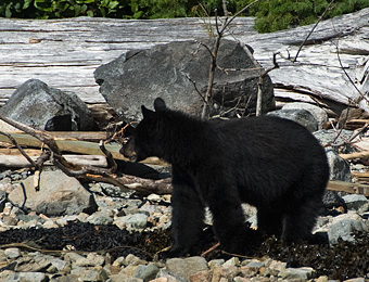 Black Bear