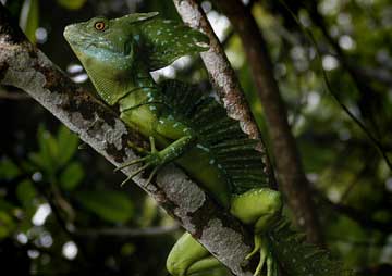 Basilisc Lizard