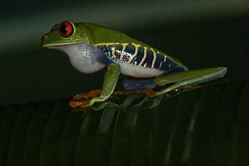 Red Eyed Tree Frog