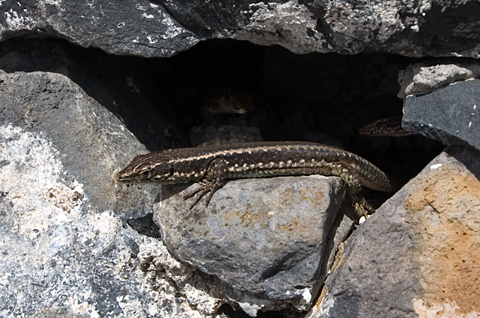Madeira-Mauereidechse