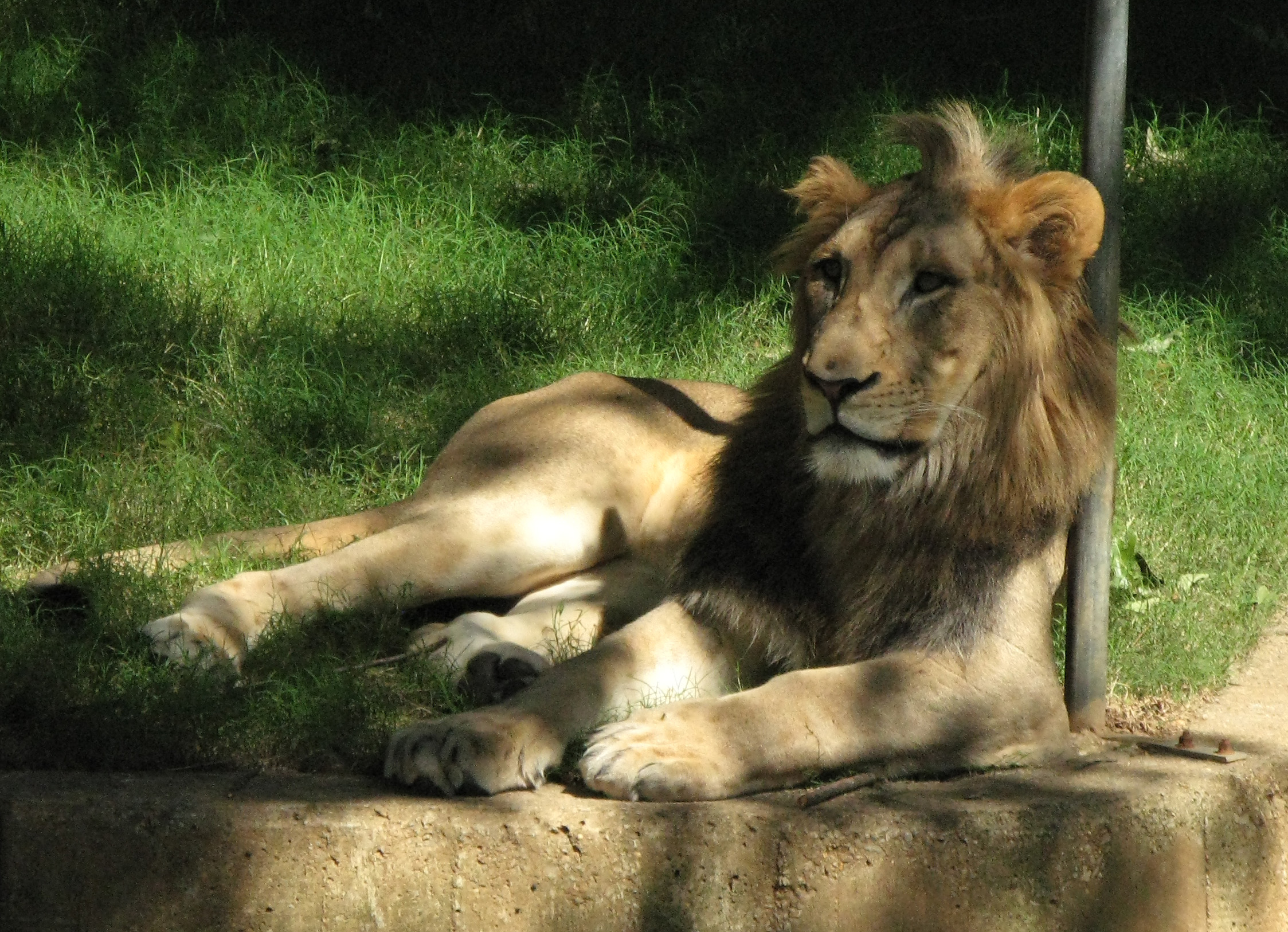 relaxter Löwe im Washingtoner Zoo