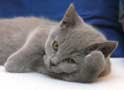 Tibby