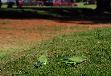 parrakeets at a Retiro park